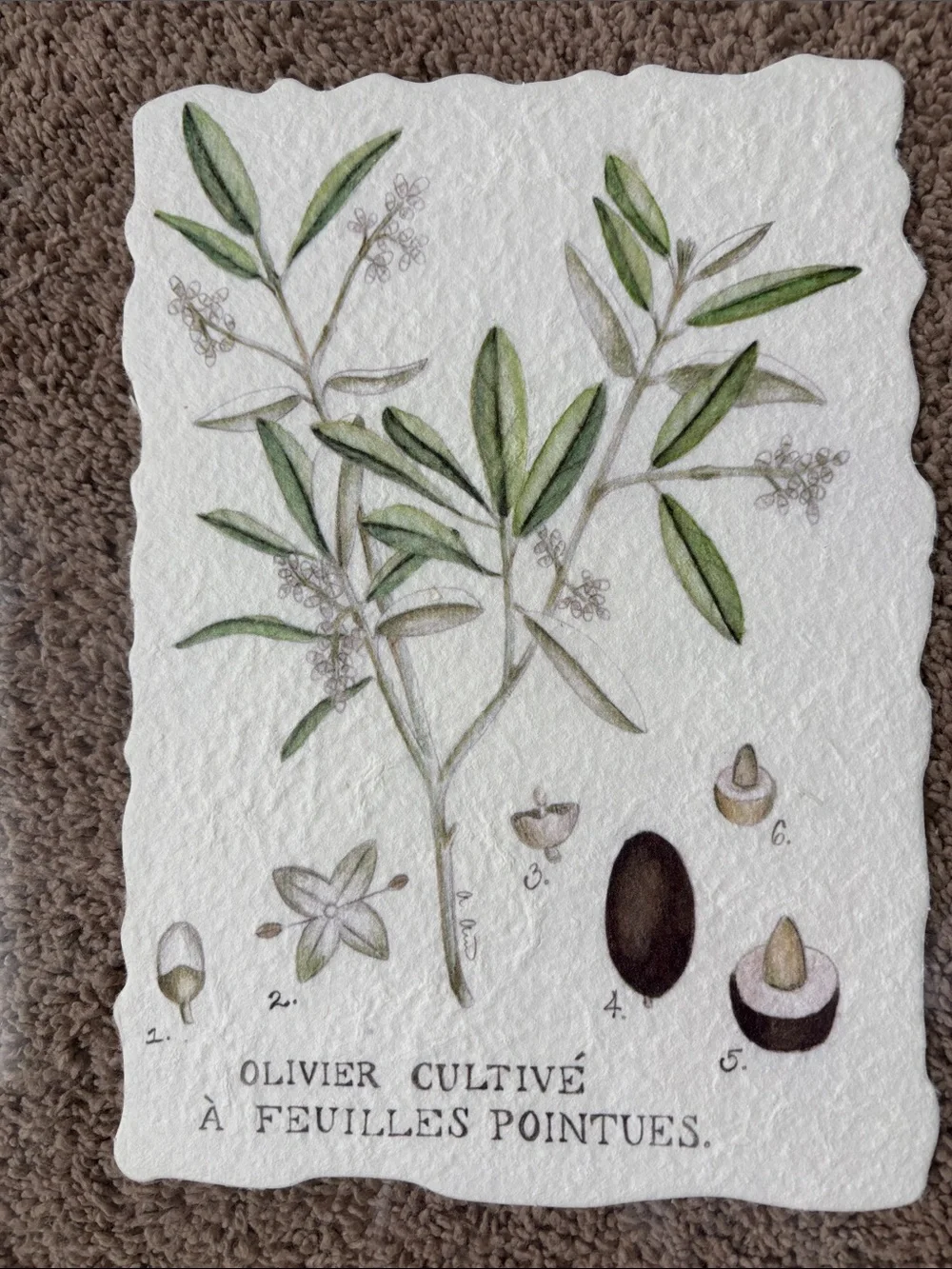 Botanical Olive Branch Wall Art in Black Frame Glass